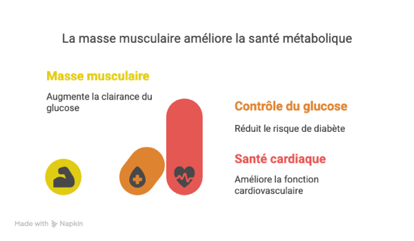 L'Impact Systémique de la Force Musculaire - visual selection.